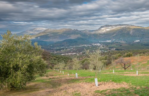 Carretera Priego a Fuente Alhama