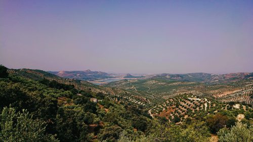 Olivar PN Sierras Subbéticas y pantano de Iznájar.