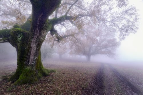 Polje de la Nava, Cabra. 37.501072, -4.368480